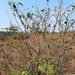 Imagem de Fruta-do-conde
