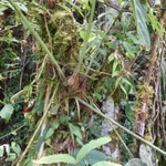 Imagem de Planta-renda