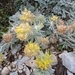 Imagem de Não há um nome popular amplamente reconhecido para "Anthyllis tejedensis" no Brasil