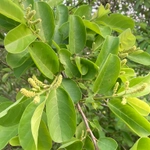 Imagem de Antidesma ghaesembilla