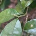Imagem de Bacuri-sororoca