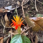 Imagem de Afelandra-laranja