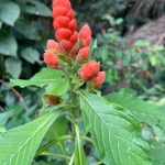 Imagem de Camarão-vermelho