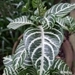 Imagem de Planta zebra