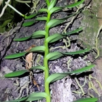 Imagem de Orquídea-aranha