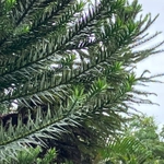 Imagem de Pinheiro-do-Paraná