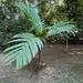 Imagem de Palmeira-areca