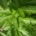 Imagem de Mandioca-salsa