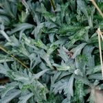 Imagem de Artemisia ludoviciana