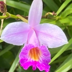 Imagem de Orquídea-bambu