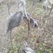 Imagem de Flor-de-seda