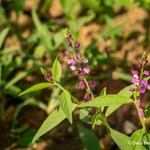 Imagem de Asemeia violacea