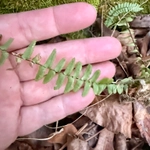 Imagem de Asplenium platyneuron