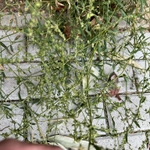 Imagem de Arroz-de-rato