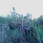 Imagem de Austrocylindropuntia cylindrica