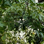 Imagem de Carambola
