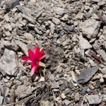 Imagem de Rebutia albopectinata