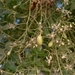 Imagem de Neem