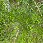Imagem de Marmelo-do-cerrado