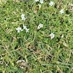 Imagem de Brahmi