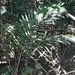 Imagem de Pupunha-brava