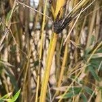 Imagem de Bambu-chinês