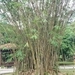 Imagem de Bambu-barriga-de-buda