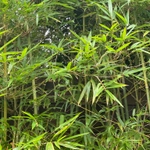 Imagem de Bambu