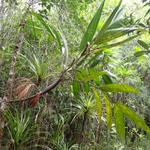 Imagem de Basselinia pancheri