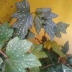 Imagem de Begônia