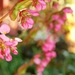 Imagem de Begonia
