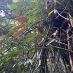 Imagem de Begônia maculata