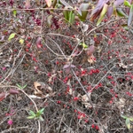 Imagem de Pimenta-de-jardim