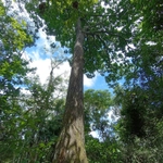 Imagem de Castanha-do-pará