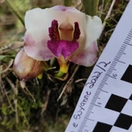 Imagem de Orquídea-de-harrison