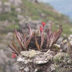Imagem de Billbergia