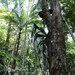 Imagem de Bilbergia-zebrina