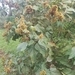 Imagem de Urucum