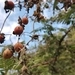 Imagem de Melancia-do-campo