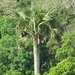 Imagem de Buriti
