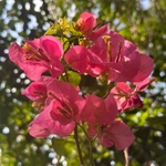 Imagem de Primavera