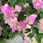 Imagem de Primavera