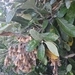 Imagem de Sombra-de-touro
