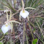 Imagem de Orquídea Cebolinha