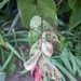 Imagem de Planta-fita