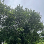 Imagem de Sombreiro