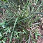 Imagem de Caraguatá