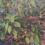 Imagem de Trombeta-de-anjos