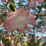 Imagem de Trombeta-de-anjo