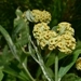 Imagem de Buddleja